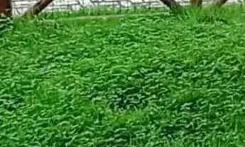 Imagem 4: Casa solta em condomínio, 4/4 sendo 03 suítes, armários na cozinha e banheiro R$ 3.600