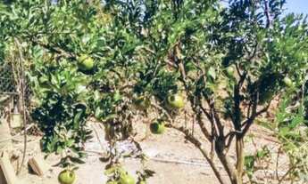 Imagem: CHÁCARA 6.000 m² - OPORTUNIDADE A 8 KM