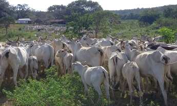 Imagem 6: FAZENDA EM JOÃO PINHEIRO 1.420 HECTARES 14.200.000.00 ( ALI