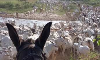 Imagem 2: FAZENDA EM JOÃO PINHEIRO 1.420 HECTARES 14.200.000.00 ( ALI
