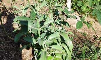 Imagem 4: Chácara em Santo Antônio da Roça Grande Sabará-MG