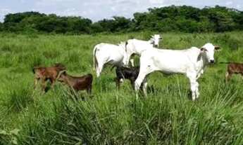 Imagem: Fazenda para Venda em Centro Bonfinópolis