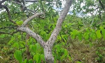 Imagem 2: Fazenda 2.750 hectares valor 8.250.000