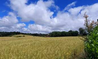 Imagem 6: Balsa Nova, 89 há, ou 36,77 alqueires, Plantando 23 alqueires, Próximo Estrada Balsa Nova