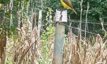 Imagem 6: CHÁCARA 6.000 m² - OPORTUNIDADE A 8 KM DE MONTES CLAROS