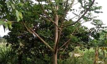 Imagem 4: Chácara de 5 Alqueires Apenas 140.000,00, Próximo a Goianésia