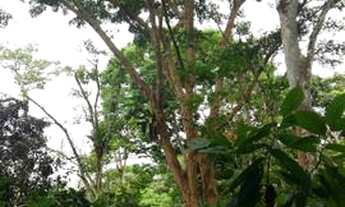 Imagem 5: Roça de cacau 10 hectares