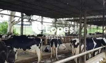 Imagem 3: Fazenda laticínios e suínos 127,5 alqueires, Pouso Alegre-MG