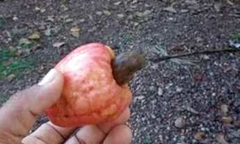 Imagem 7: Vendo ou troco CHÁCARA