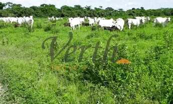 Imagem: Fazenda - Centro - São Romão