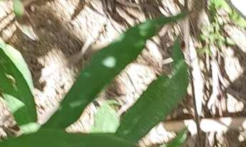 Imagem 4: VENDE-SE OU TROCO CHÁCARA EM MANTIRITUBA POR CASA EM PIRAQUARA-PR