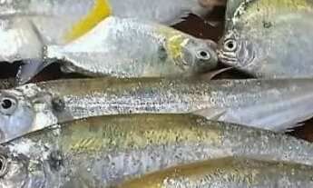 Imagem 6: Vendo lote no rio paranã