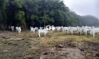 Imagem 3: Fazenda para Venda em Santo Antônio de Pádua, Morro Grande