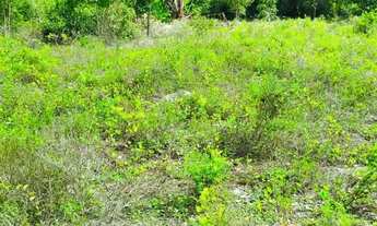 Imagem 7: Fazenda de CAMARÃO - 26 tarefas - INDIAROBA