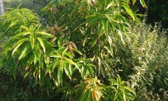 Imagem 2: Vendo ou troco por veículo