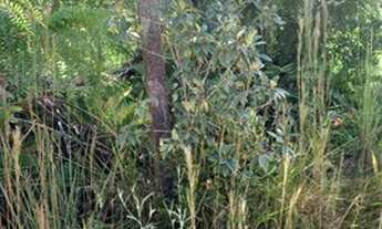 Imagem 5: 20min Shopping S.José/50min Curitiba/Chácara/20.000m²/ R$185mil