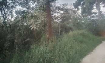 Imagem 5: Área a venda Campo Novo- Campo Magro