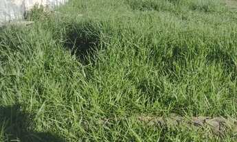 Imagem 3: Vendo Terreno escriturado