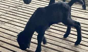 Imagem 5: Fazenda na BR174 Km 22, 2km no Ramal Bandeirantes. 330.000 m2 com ótima Benfeitorias e Doc