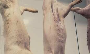 Imagem 2: Abatedouro - Frigorifico de Suínos