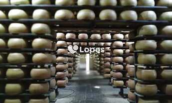 Imagem 7: Fazenda laticínios e suínos 127,5 alqueires, Pouso Alegre-MG