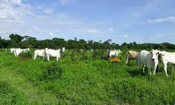 Imagem 6: Fazenda - Centro - São Romão