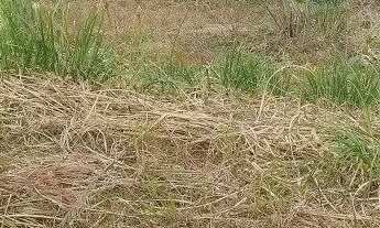 Imagem 2: Terreno Bairro Industrial