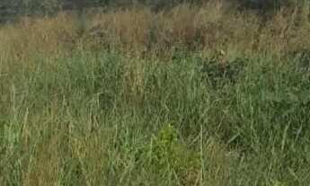 Imagem 7: Vendo sítio 50 hectares