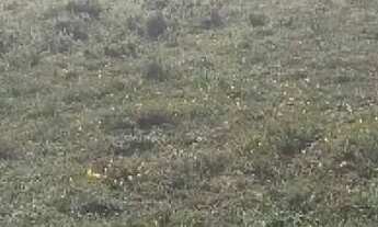 Imagem: Terreno no mosqueiro escriturado