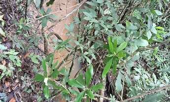 Imagem 5: Sítios e chacaras Anápolis