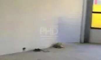 Imagem 2: Galpão comercial para aluguel em Nova Petrópolis, SBC 370 m², frente, 4 vagas