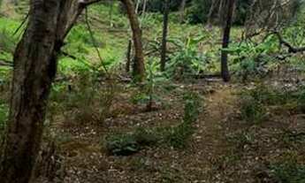 Imagem: Roça de cacau 10 hectares