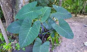 Imagem 6: Casa - Vila Santa Rita (Sousas) - Campinas