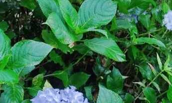 Imagem 6: Chácara 2000m² - Ibiúna SP. Aceito troca por casa no ABC