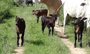 Imagem 5: Fazenda para Venda em Centro Bonfinópolis de Minas-MG - 3037
