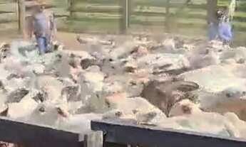 Imagem: Fazenda à Venda, 246 alqueires em Pirenópolis