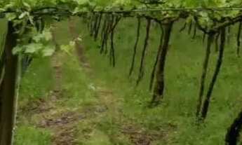 Imagem: Vendo lindo sítio em Campestre da Serra