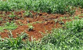 Imagem 10: Fazenda a venda 20.650 hec em Paranatinga MT. 780 milhões