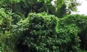 Imagem 2: Terreno para Venda em Nova Petrópolis, Vila Olinda