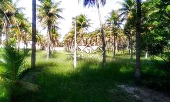 Imagem 2: Sítio- Rio de Janeiro, Guaratiba