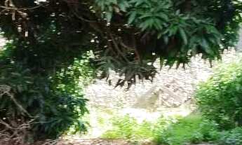 Imagem 6: Terreno à venda, 525 m² por R$ 1.100.000,00 - Cidade Universitária - Anápolis/GO