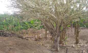 Imagem 3: CHÁCARA 6.000 m² - OPORTUNIDADE A 8 KM DE MONTES CLAROS