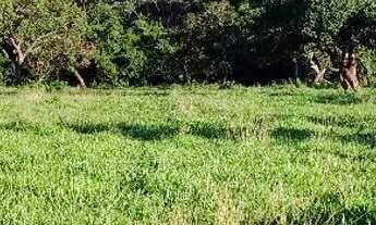 Imagem 2: Chácara em caldazinha