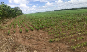 Imagem 5: 160 alqueires,Ocasião,lavoura,pecuária,Beira BR,Próximo Mutum,Diamantino-MT