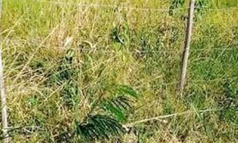 Imagem 3: Lote em cantagalo, rio das ostras, 8x30