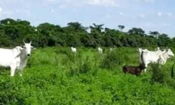 Imagem 4: Fazenda para Venda em Centro Bonfinópolis de Minas-MG - 3037