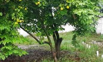 Imagem 5: Casa para alugar e vender, 300m² com 2 quartos- Partenon, Porto Alegre