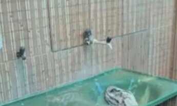 Imagem 5: Casa para venda com 101 metros quadrados com 2 quartos em Paripe - Salvador - Bahia