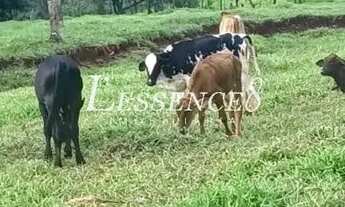 Imagem 3: Chácara com 2 Alqueires | Avelinópolis | Curral