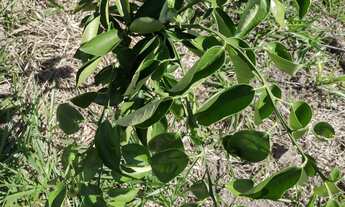 Imagem 4: Chácara em esmeradas !! Oportunidade pra você que sair da cidade grande !!